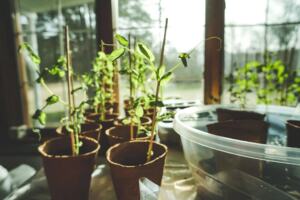 Greenhouse shelf with young potted plants